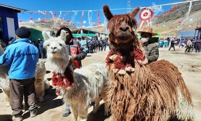 Comunidad de Puno alpaca