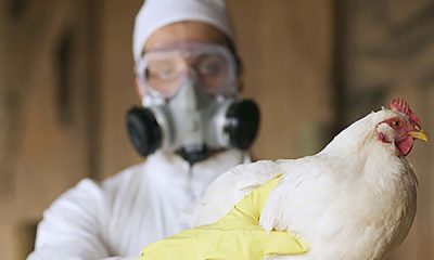 Gripe-aviar